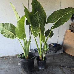 Elephant Ear Plants