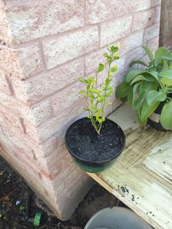 Lime/Limon Agrio