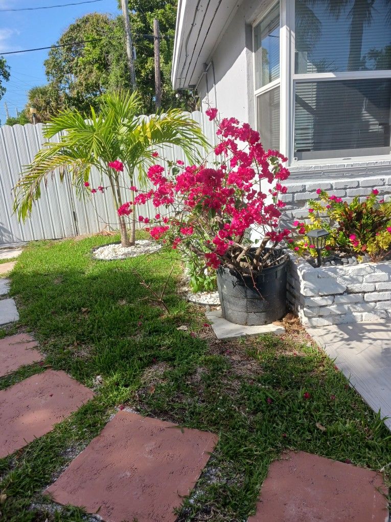 Bougainvillea glabra