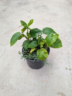 Pothos