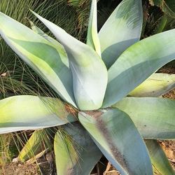 Agave "GUIENGOLA" Succulent Life Plant
