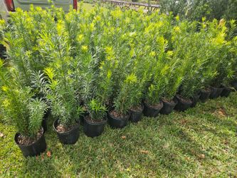Podocarpus Instan Privacy Hedge