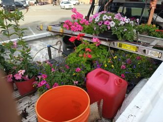Hanging flowers