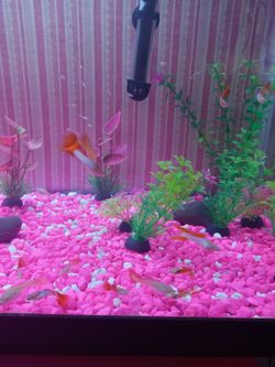 Fish Tank