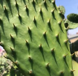 Nopales
