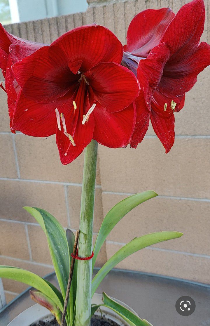 Amaryllis Flowers With Pot About To Bloom Red Gift For Mother's Day