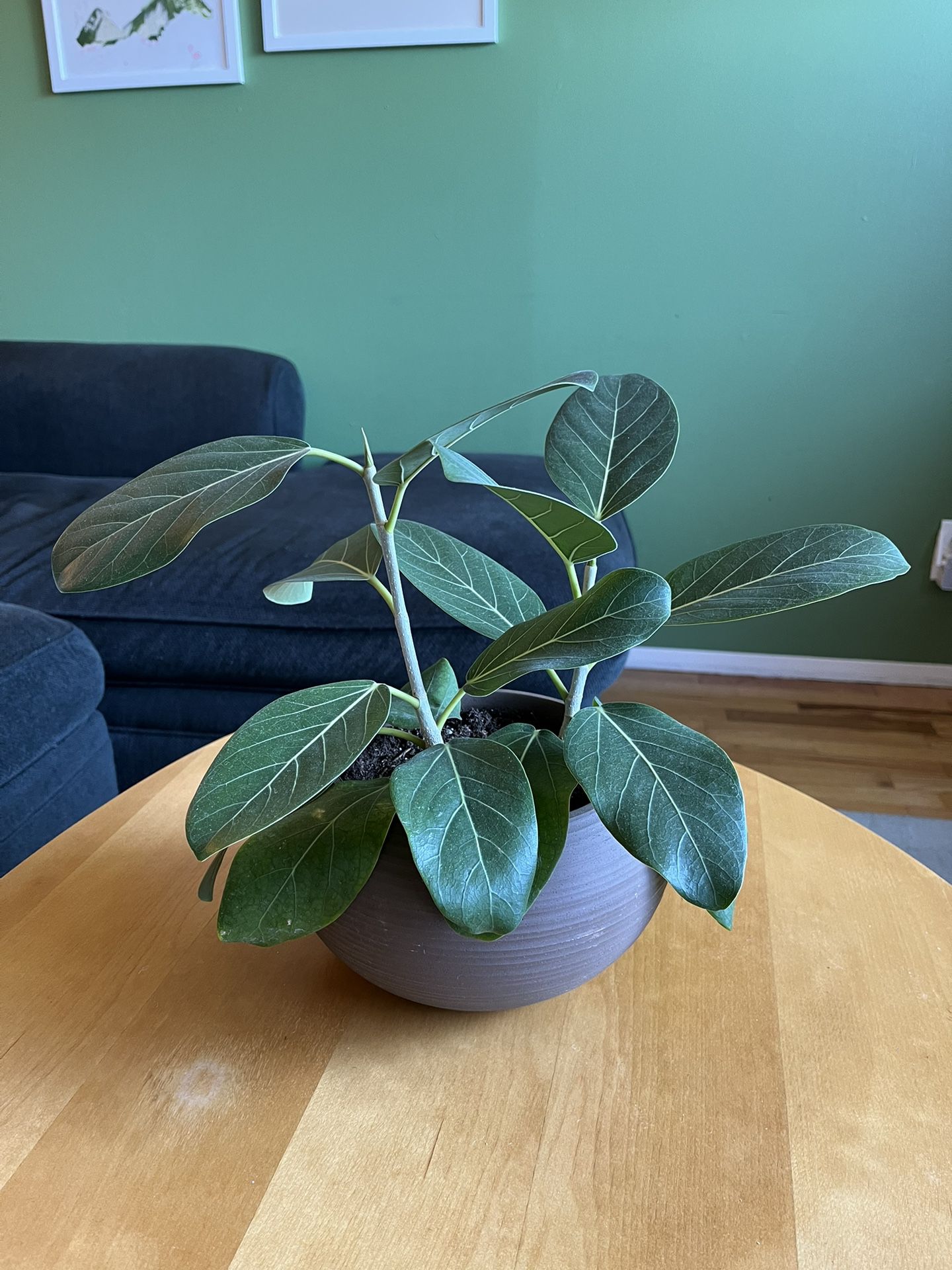 Small House Plant