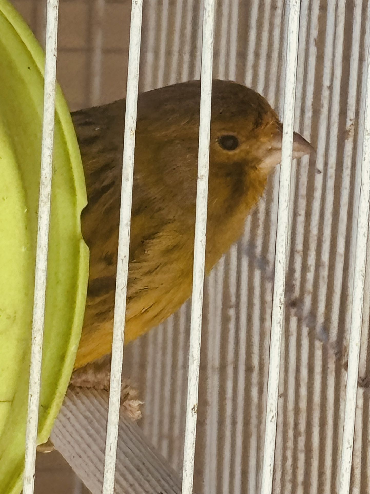 Cage And Canaries