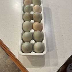 Indian Runner Duck eggs