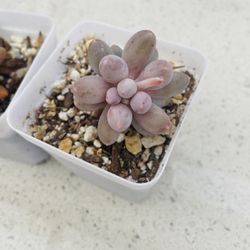 Succulent 
