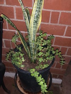 Mother in law Snake Plant and Jade Plants Elephant