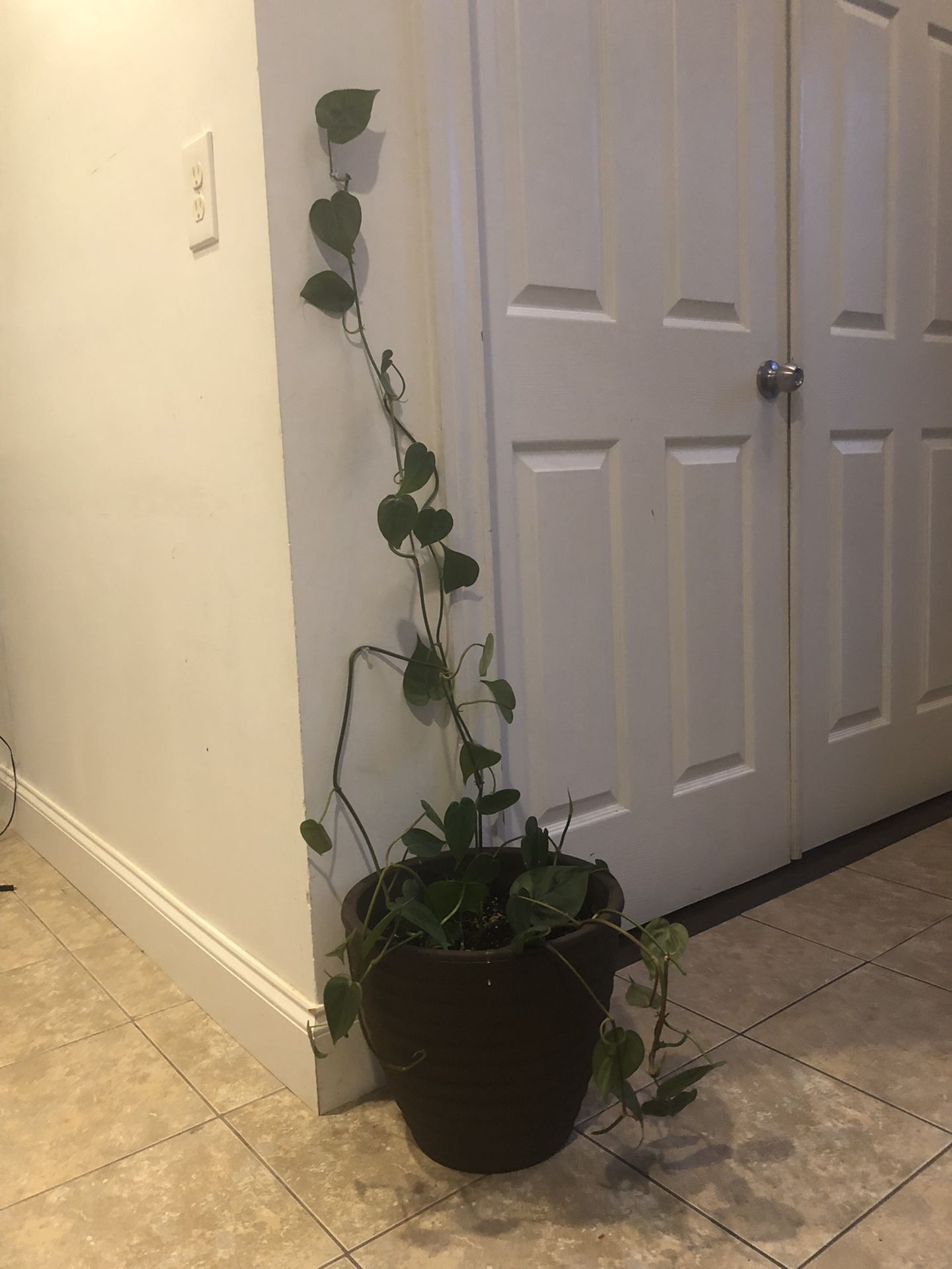 Plant
