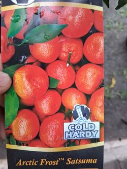 Mandarina.  $60