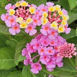 Lantana plant; flower bush; garden, gardening, xeriscape; desert plant; drought tolerant