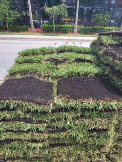 St Augustine Palmetto sod