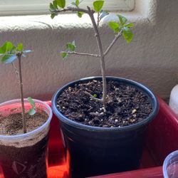 Small Rooted Barbados / Acerola Cherry Tree