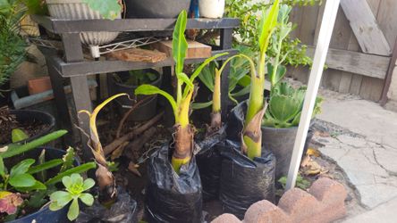 2 Banana plants for sale