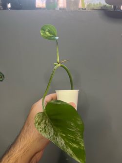 Marble Queen Pothos (Free W Purchase)