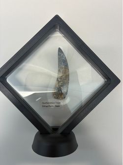 Fossil - Suchomimus Tooth
