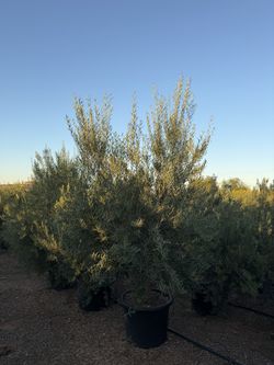 Olive Tree 7 Ft Tall
