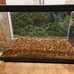 5 1/2 Gallon Fish Tank/Terrarium
