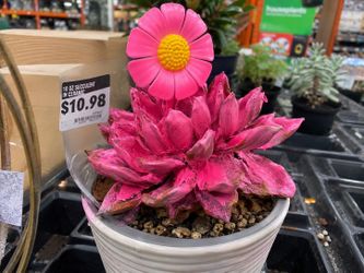 I can save your dying plants!