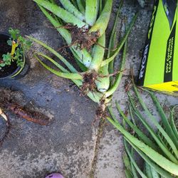 Savila Plants