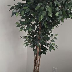 Decorative Plant