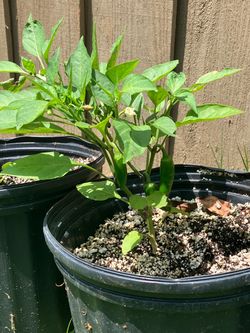 Mature Jalapeño Plants with Jalapeños