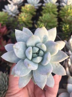 Succulents 2.5”