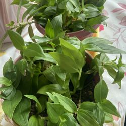 Tradescantia Plant 🌱 