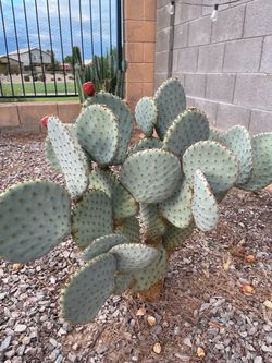 Prickly Pear Cuttings