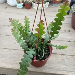 Ric Rac Cactus, live plant in 6” nursery pot. ✔️ profile for more🪴 