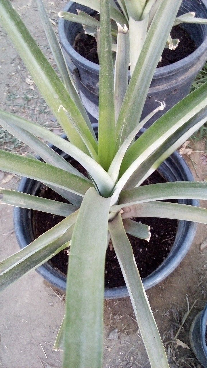🍍Pineapple Plant (Piña)