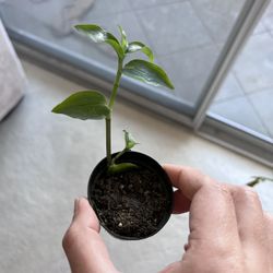 3 Plants