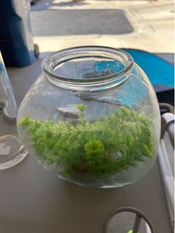 Fish tank for your goldfish or your other fishes