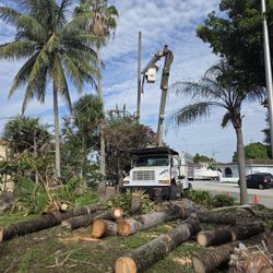 Tree Trimming.  Stump Grinding 