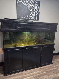 125 gallon tank setup with stand