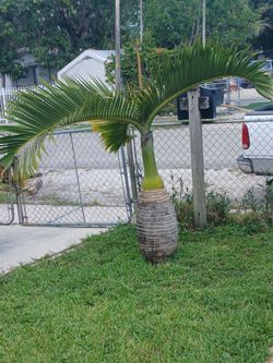 PALM TREES selling 2- beautifull bottle palm trees .$70 for both