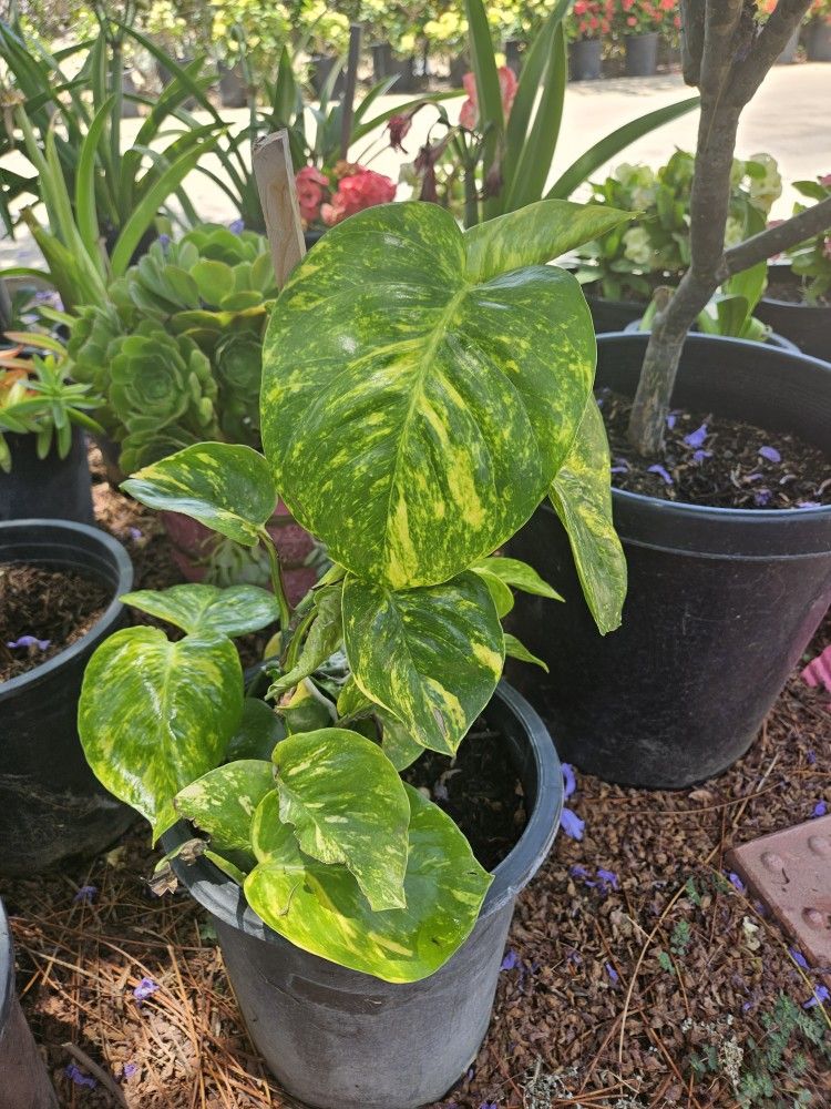 Hawaiian Pothos Plants
