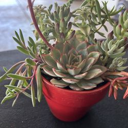 Beautiful Succulent Arrangement In 4 Inch Pot 