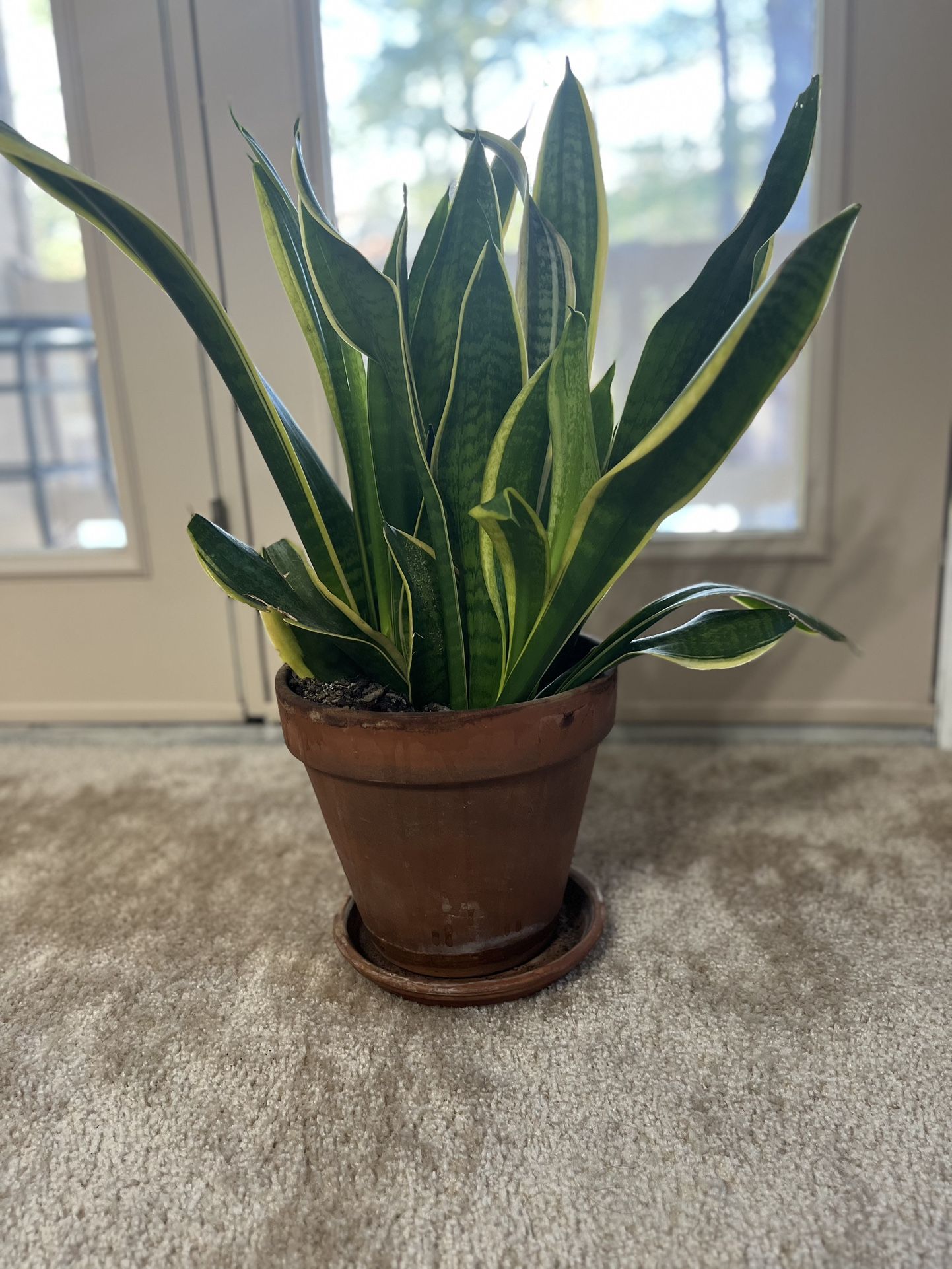 Plant For Sale