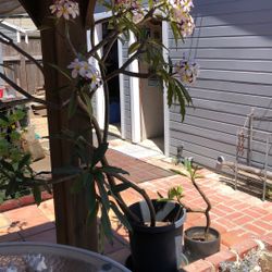Plumeria Tree 6 Ft Tall  Beautiful 
