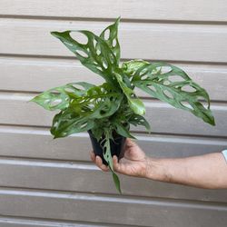 5” monstera xl leaf 