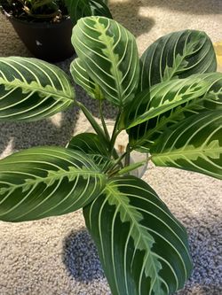 Green Maranta Plant 