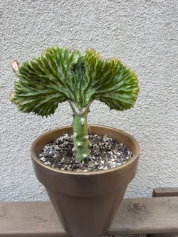 Coral cactus plant/mermaid tale