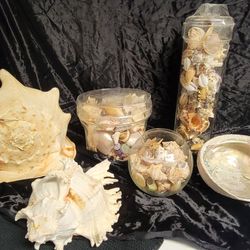 Seashells - Various Types