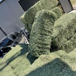 Fresh ALFALFA 100% 🐎🐑🐐🐄