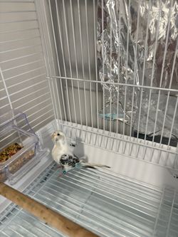 Parakeet , Cage, Accessories
