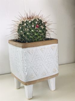Real mammillaria cactus succulent arrangement flower plant home decor planter pot